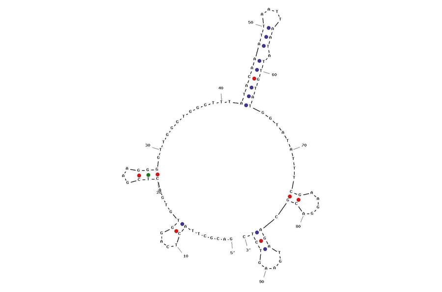 Secondary Structure - Anti-Siglec 5 Aptamer [K19] (Biotin) (A320974) - Antibodies.com