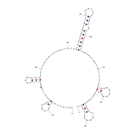 Secondary Structure - Anti-Siglec 5 Aptamer [K19] (Biotin) (A320974) - Antibodies.com