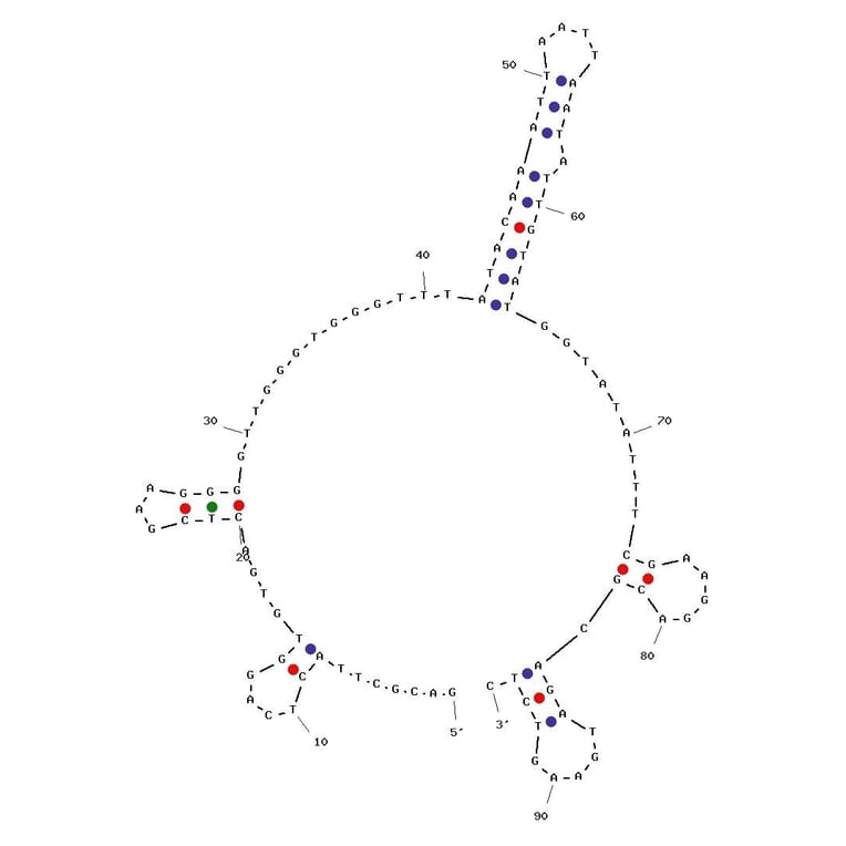 Secondary Structure - Anti-Siglec 5 Aptamer [K19] (Biotin) (A320974) - Antibodies.com