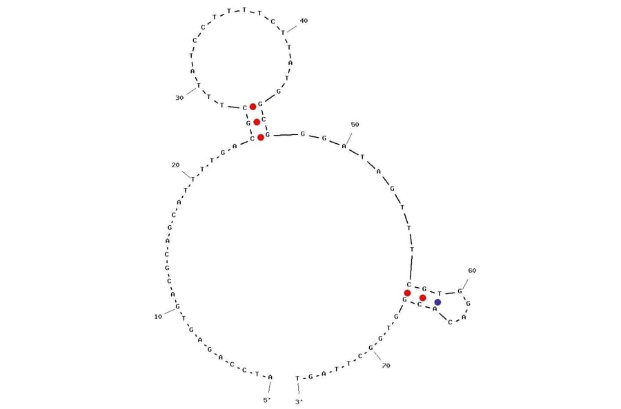 Secondary Structure - Anti-EGFR VIII Aptamer [U2] (Biotin) (A320975) - Antibodies.com