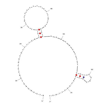 Secondary Structure - Anti-EGFR VIII Aptamer [U2] (Biotin) (A320975) - Antibodies.com