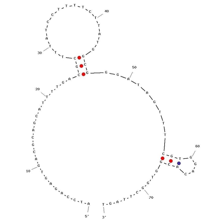 Secondary Structure - Anti-EGFR VIII Aptamer [U2] (Biotin) (A320975) - Antibodies.com