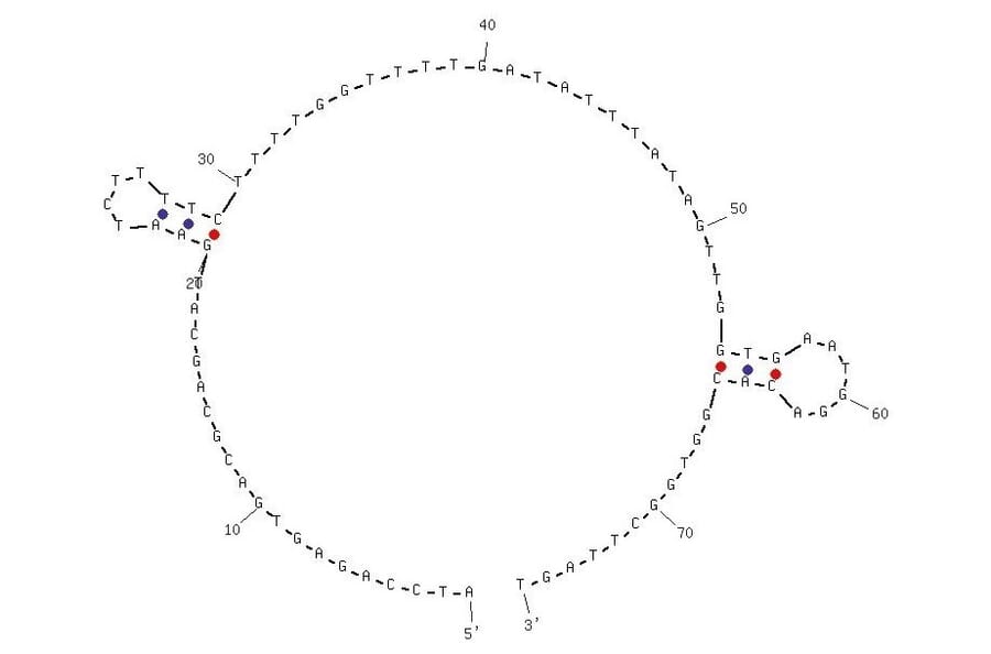 Secondary Structure - Anti-EGFR VIII Aptamer [U8] (Biotin) (A320976) - Antibodies.com