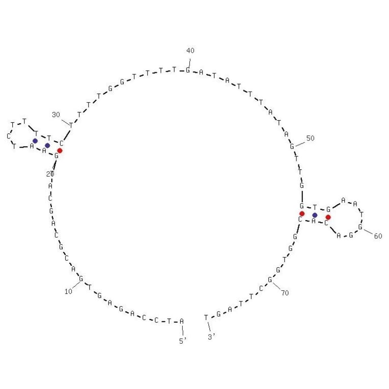 Secondary Structure - Anti-EGFR VIII Aptamer [U8] (Biotin) (A320976) - Antibodies.com
