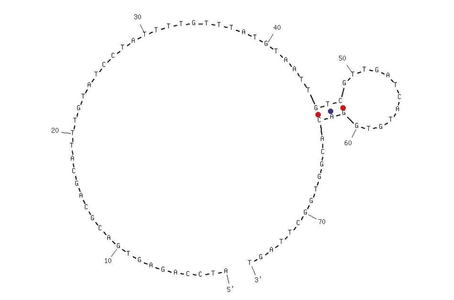 Secondary Structure - Anti-EGFR VIII Aptamer [U19] (Biotin) (A320977) - Antibodies.com