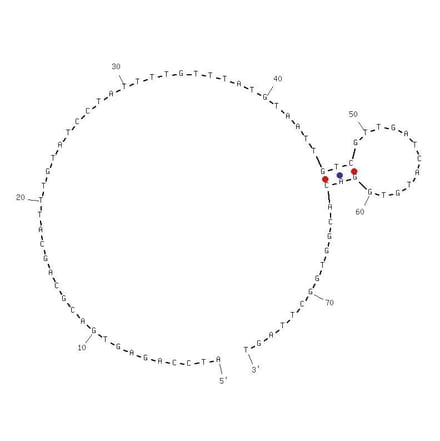 Secondary Structure - Anti-EGFR VIII Aptamer [U19] (Biotin) (A320977) - Antibodies.com