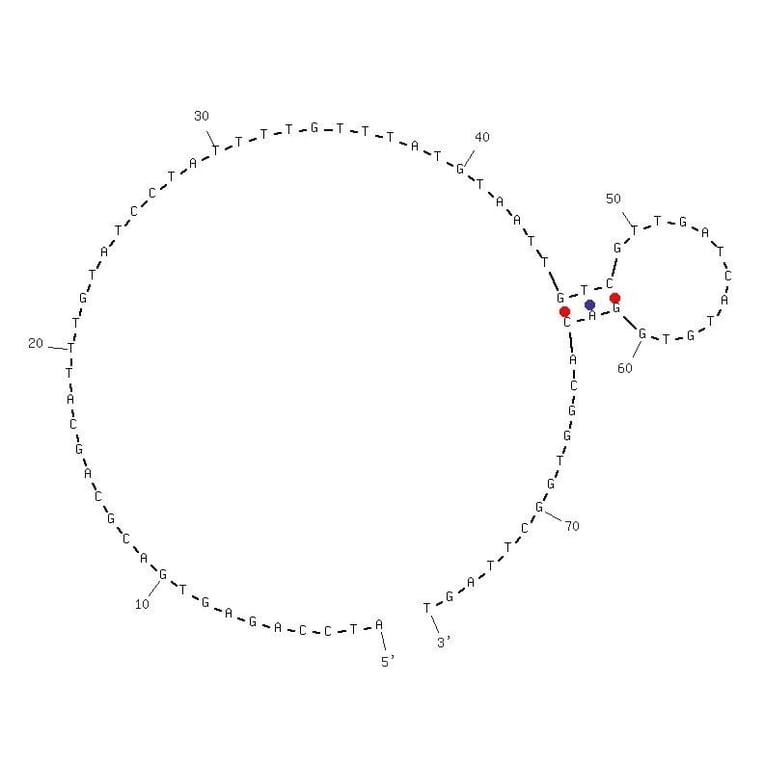 Secondary Structure - Anti-EGFR VIII Aptamer [U19] (Biotin) (A320977) - Antibodies.com