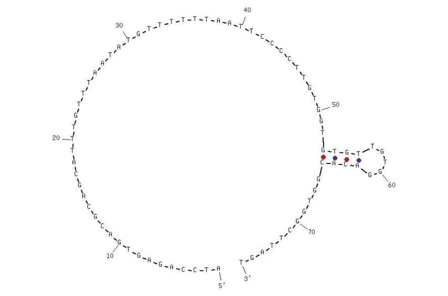 Secondary Structure - Anti-EGFR VIII Aptamer [U31] (Biotin) (A320978) - Antibodies.com