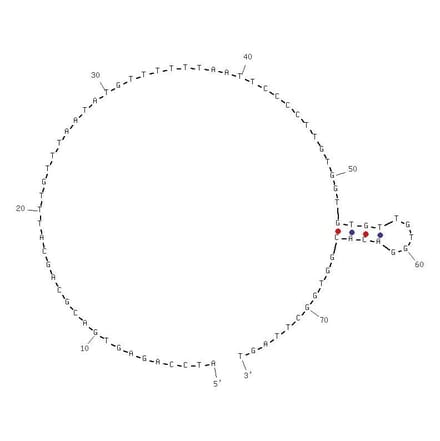 Secondary Structure - Anti-EGFR VIII Aptamer [U31] (Biotin) (A320978) - Antibodies.com