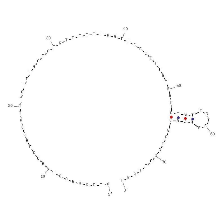 Secondary Structure - Anti-EGFR VIII Aptamer [U31] (Biotin) (A320978) - Antibodies.com