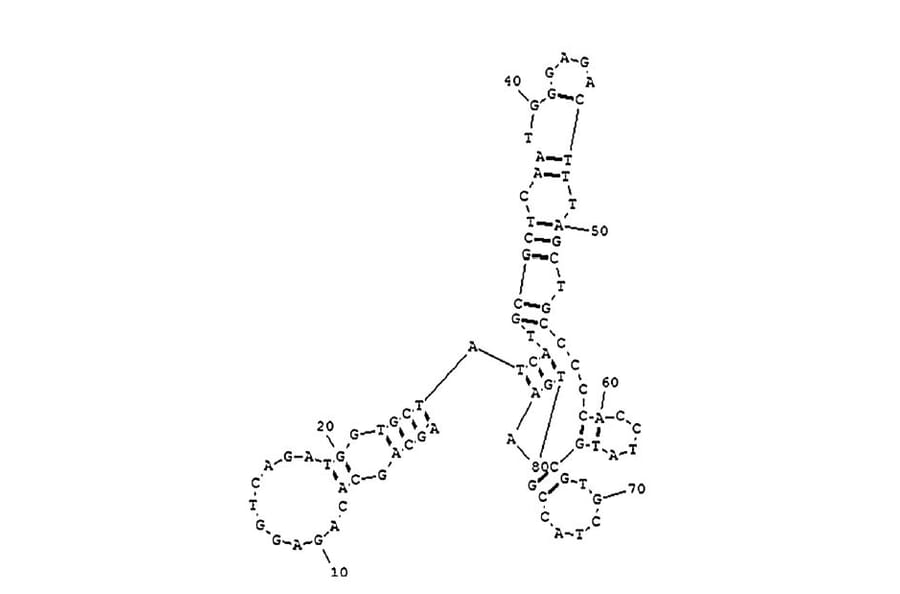 Secondary Structure - Anti-Aflatoxin B1 Aptamer [AFB1] (Biotin) (A320980) - Antibodies.com