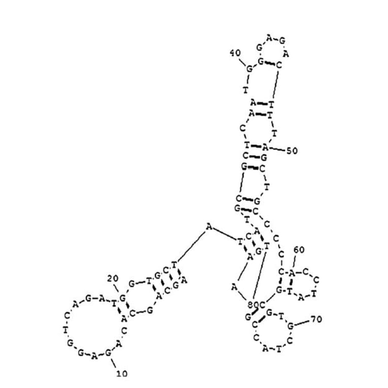 Secondary Structure - Anti-Aflatoxin B1 Aptamer [AFB1] (Biotin) (A320980) - Antibodies.com