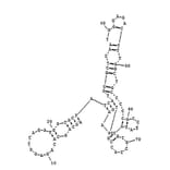Secondary Structure - Anti-Aflatoxin B1 Aptamer [AFB1] (Biotin) (A320980) - Antibodies.com
