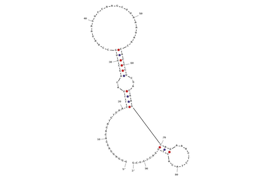 Secondary Structure - Anti-Botulinum Neurotoxin Type A / BoNT A Light Chain Aptamer [S132B-C22] (Biotin) (A320981) - Antibodies.com