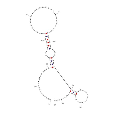 Secondary Structure - Anti-Botulinum Neurotoxin Type A / BoNT A Light Chain Aptamer [S132B-C22] (Biotin) (A320981) - Antibodies.com