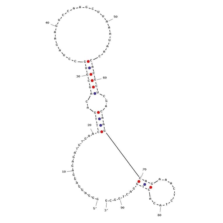 Secondary Structure - Anti-Botulinum Neurotoxin Type A / BoNT A Light Chain Aptamer [S132B-C22] (Biotin) (A320981) - Antibodies.com