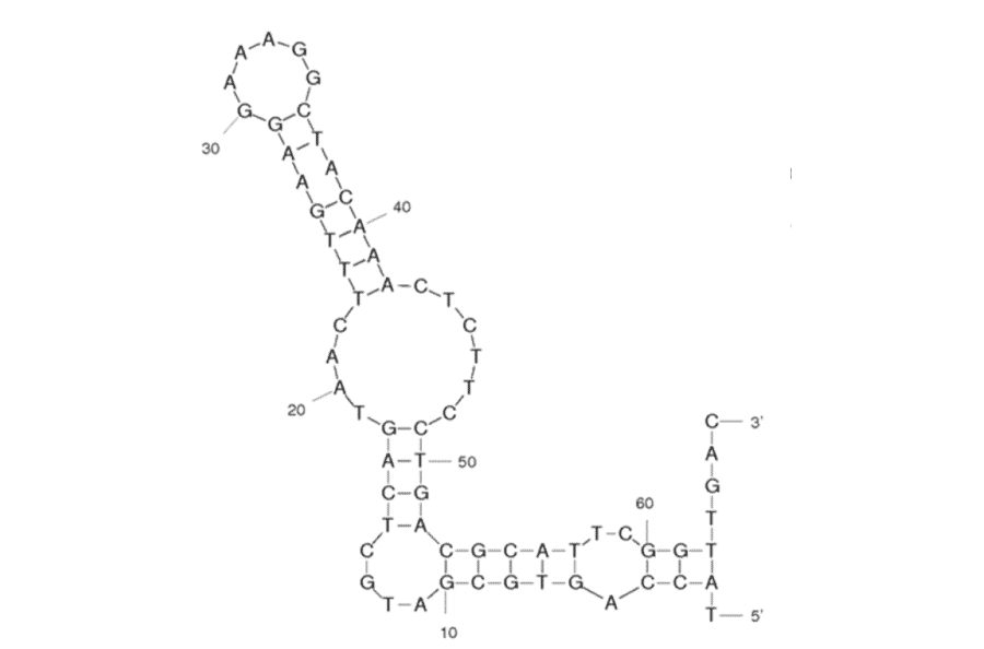 Secondary Structure - Anti-HDLM2 Aptamer [PS1] (Biotin) (A320983) - Antibodies.com