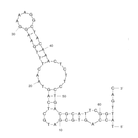 Secondary Structure - Anti-HDLM2 Aptamer [PS1] (Biotin) (A320983) - Antibodies.com