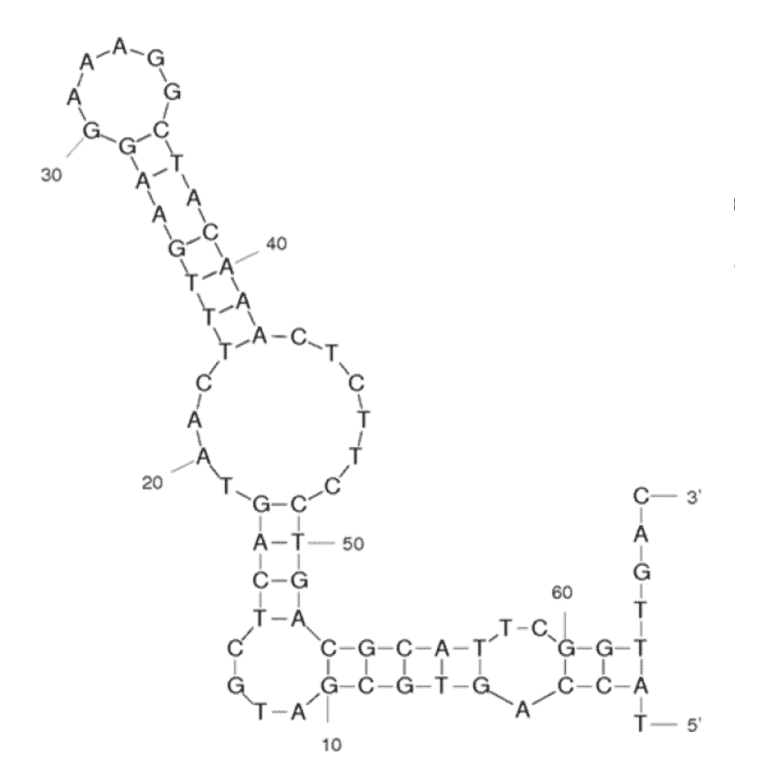 Secondary Structure - Anti-HDLM2 Aptamer [PS1] (Biotin) (A320983) - Antibodies.com