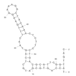 Secondary Structure - Anti-HDLM2 Aptamer [PS1] (Biotin) (A320983) - Antibodies.com