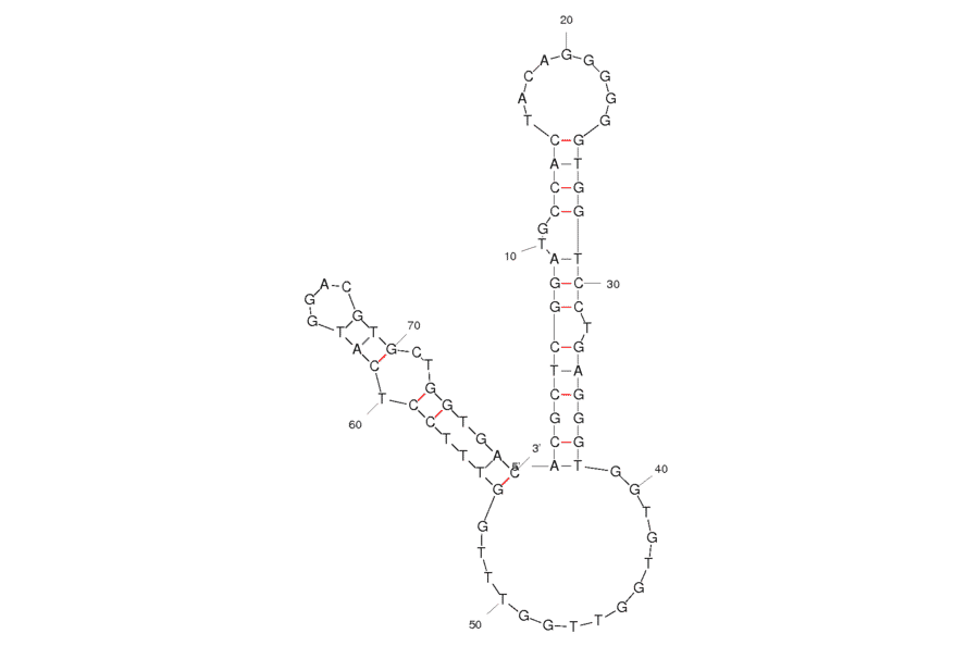 Secondary Structure - Anti-HGC-27 Gastric Cancer Cells Aptamer [ACG03] (Biotin) (A320984) - Antibodies.com