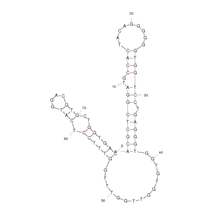 Secondary Structure - Anti-HGC-27 Gastric Cancer Cells Aptamer [ACG03] (Biotin) (A320984) - Antibodies.com