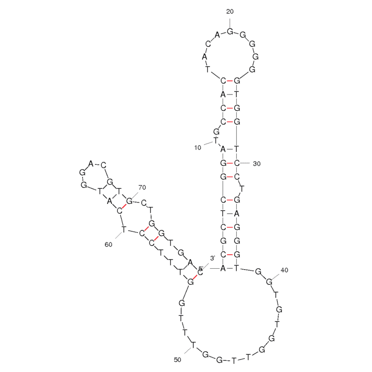 Secondary Structure - Anti-HGC-27 Gastric Cancer Cells Aptamer [ACG03] (Biotin) (A320984) - Antibodies.com
