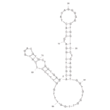 Secondary Structure - Anti-HGC-27 Gastric Cancer Cells Aptamer [ACG03] (Biotin) (A320984) - Antibodies.com