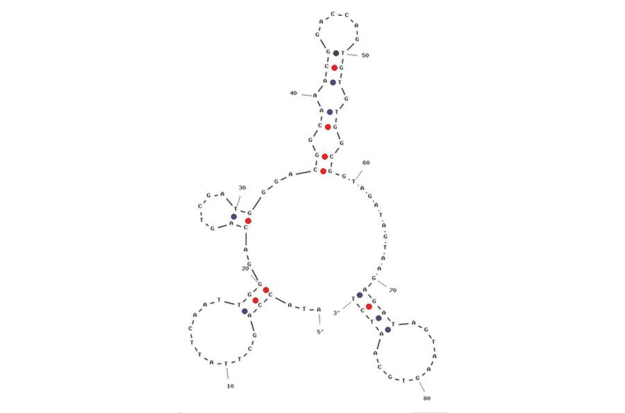 Secondary Structure - Anti-Trinitrotoluene / TNT Aptamer (Biotin) (A320985) - Antibodies.com