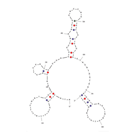 Secondary Structure - Anti-Trinitrotoluene / TNT Aptamer (Biotin) (A320985) - Antibodies.com