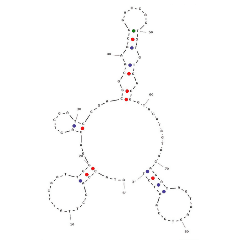 Secondary Structure - Anti-Trinitrotoluene / TNT Aptamer (Biotin) (A320985) - Antibodies.com