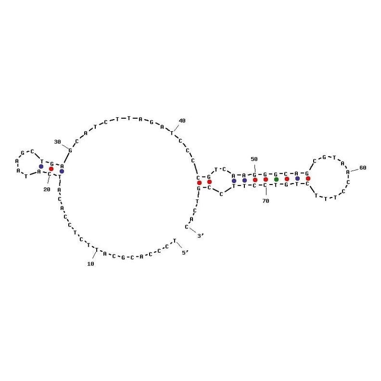 Secondary Structure - Anti-PDGF BB Aptamer [Aptamer ID 1] (Biotin) (A320987) - Antibodies.com