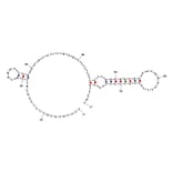 Secondary Structure - Anti-PDGF BB Aptamer [Aptamer ID 1] (Biotin) (A320987) - Antibodies.com