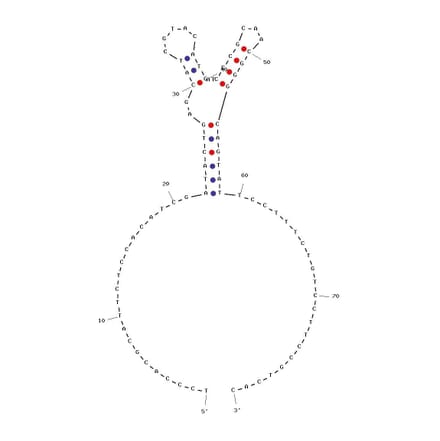 Secondary Structure - Anti-PDGF BB Aptamer [Aptamer ID 2] (Biotin) (A320988) - Antibodies.com