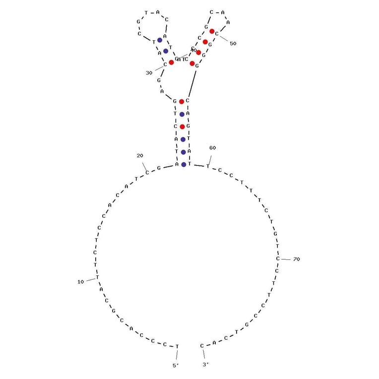 Secondary Structure - Anti-PDGF BB Aptamer [Aptamer ID 2] (Biotin) (A320988) - Antibodies.com