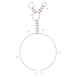 Secondary Structure - Anti-PDGF BB Aptamer [Aptamer ID 2] (Biotin) (A320988) - Antibodies.com