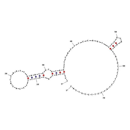 Secondary Structure - Anti-PDGF BB Aptamer [Aptamer ID 3] (Biotin) (A320989) - Antibodies.com