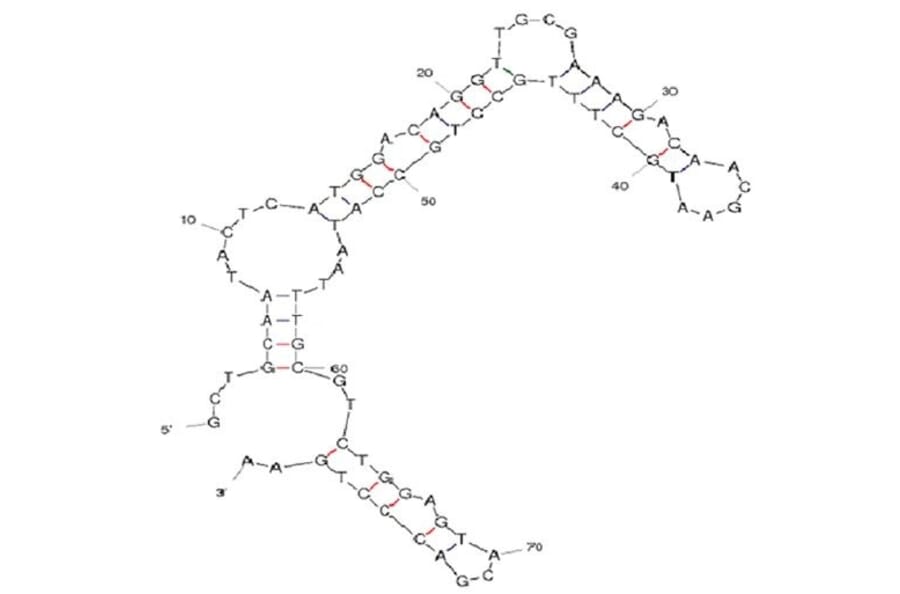 Secondary Structure - Anti-P48 Aptamer [WKB-14] (Biotin) (A320990) - Antibodies.com