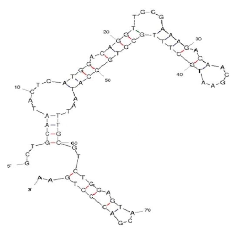 Secondary Structure - Anti-P48 Aptamer [WKB-14] (Biotin) (A320990) - Antibodies.com