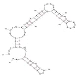Secondary Structure - Anti-P48 Aptamer [WKB-14] (Biotin) (A320990) - Antibodies.com