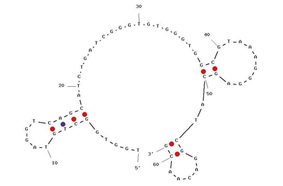 Secondary Structure - Anti-Ochratoxin A Aptamer [Aptamer 1.12] (Biotin) (A320991) - Antibodies.com