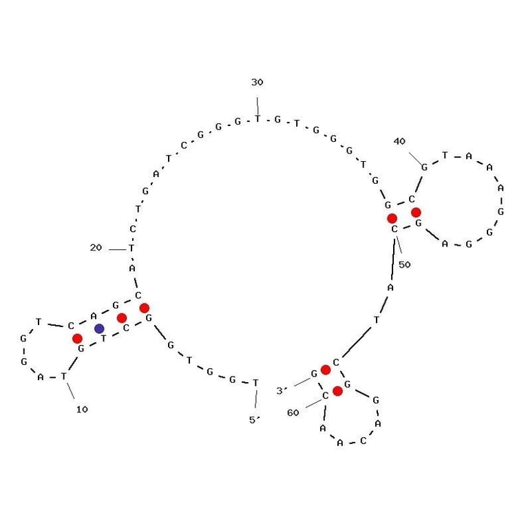 Secondary Structure - Anti-Ochratoxin A Aptamer [Aptamer 1.12] (Biotin) (A320991) - Antibodies.com