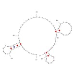 Secondary Structure - Anti-Ochratoxin A Aptamer [Aptamer 1.12] (Biotin) (A320991) - Antibodies.com