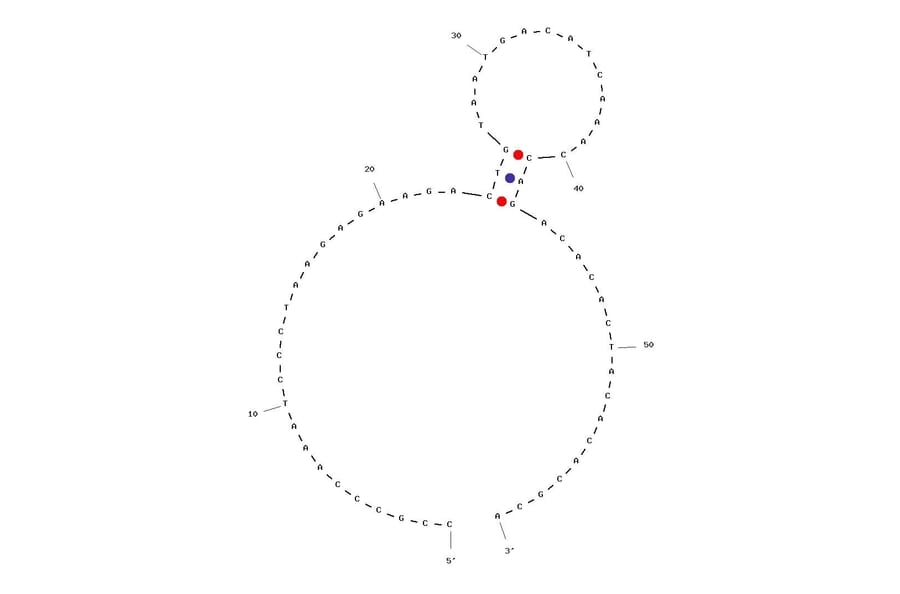 Secondary Structure - Anti-IFN gamma Aptamer [B1-4] (Biotin) (A320992) - Antibodies.com