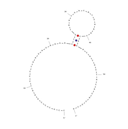 Secondary Structure - Anti-IFN gamma Aptamer [B1-4] (Biotin) (A320992) - Antibodies.com