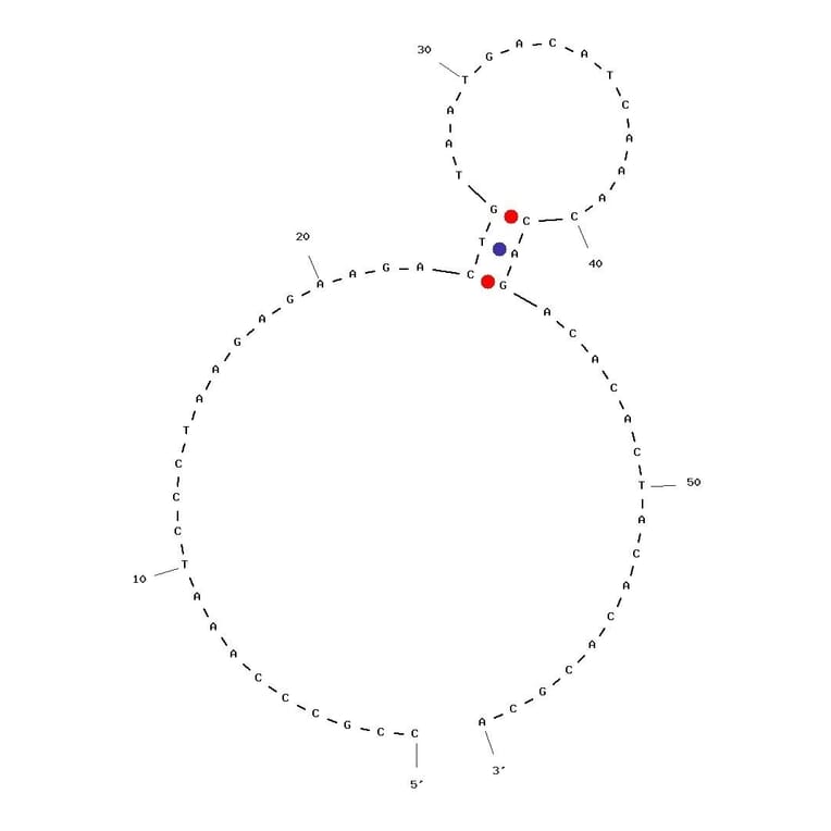 Secondary Structure - Anti-IFN gamma Aptamer [B1-4] (Biotin) (A320992) - Antibodies.com