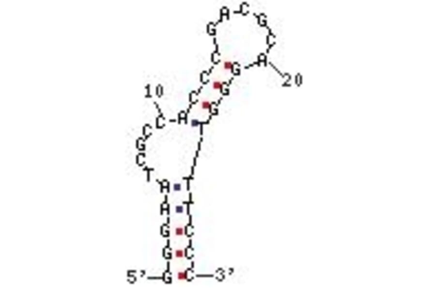 Secondary Structure - Anti-Streptavidin Aptamer [StrepApt 2] (Biotin) (A320993) - Antibodies.com