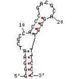 Secondary Structure - Anti-Streptavidin Aptamer [StrepApt 2] (Biotin) (A320993) - Antibodies.com