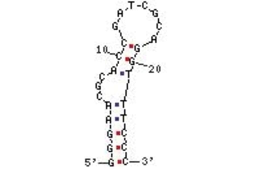 Secondary Structure - Anti-Streptavidin Aptamer [StrepApt5] (Biotin) (A320994) - Antibodies.com