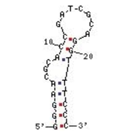 Secondary Structure - Anti-Streptavidin Aptamer [StrepApt5] (Biotin) (A320994) - Antibodies.com